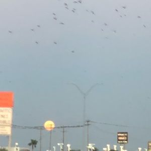 Meet your Posher, Karina